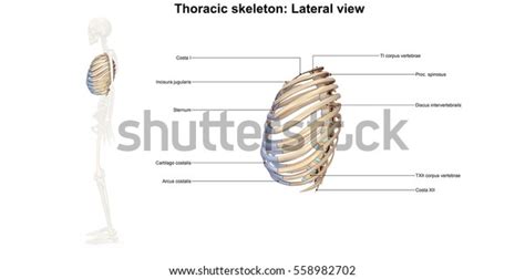 Thoracic Skeleton Lateral View 3d Illustration Stock Illustration