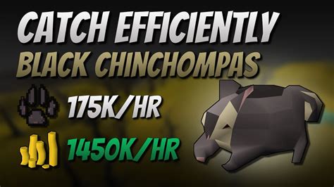 Catch Black Chinchompas Efficiently 175k Exp 1450k Gphr Youtube
