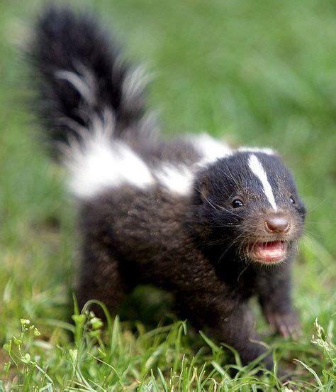 The Daily Cute Follow Your Nose To Skunks Thursday Parade Baby
