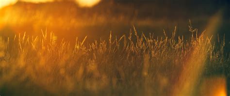 Sunset In Wheat Grass Field Wallpaper Hd Nature 4k