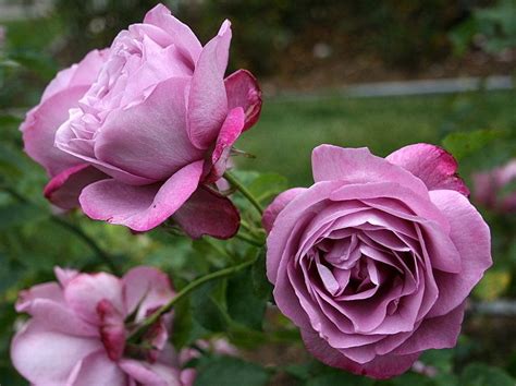 Plantfiles Pictures Hybrid Tea Rose Heirloom Rosa By Califsue