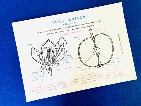 Apple Blossom Anatomy Blossom Printable Home Schooling Etsy