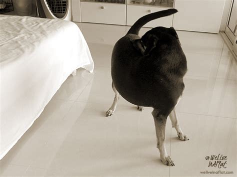 Take them to the vet for their yearly exams and vaccinations (including one that protects against leptospirosis). My dog loves her butt rubs! But why? - Dog Behaviour ...