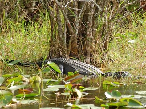 Everglades Airboat Adventure Tour From Miami With Alligator Show Tours