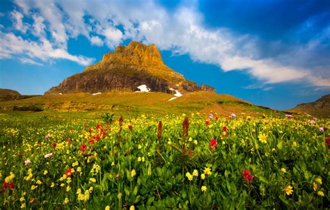 Wallpaper The Sky Clouds Flowers Plants Mountain