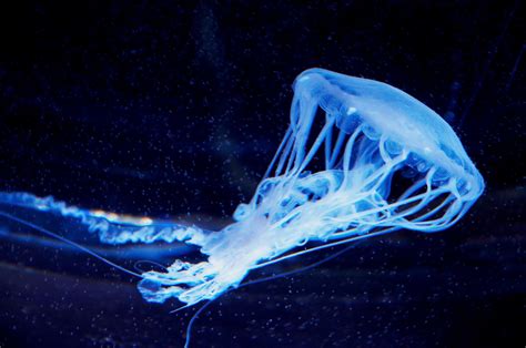 No Brain No Spine No Problem For Sea Jellies Podcast Two Sea Fans
