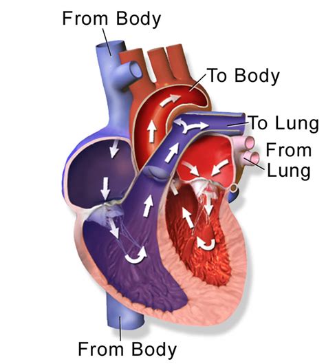 176 Circulation Through The Heart Biology Libretexts