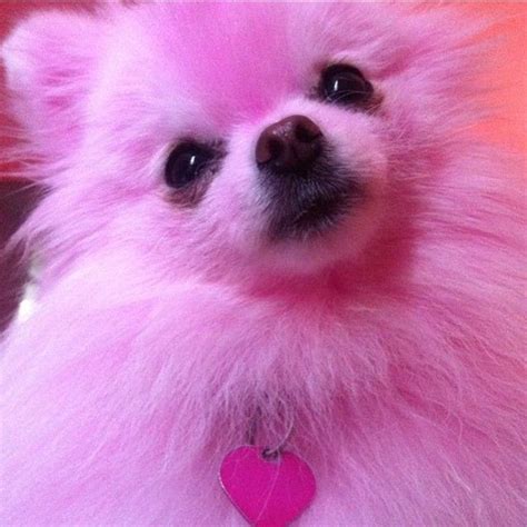 Barbierochelle On Instagram Pomeranian Dreams 😍😴💭💗 🐶 Pink Fluffy