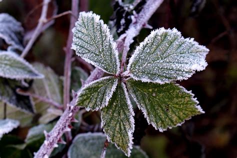 Free Images Tree Nature Branch Snow Cold Winter Leaf Frost