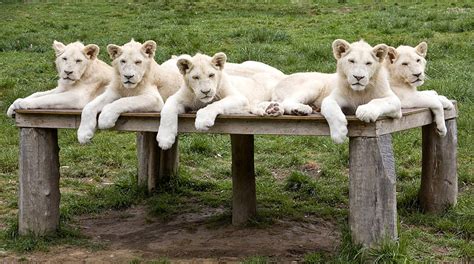 The Albino Lion Cubs That Are A Roaring Success Daily Mail Online