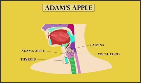 adam s apple what is it why do men have one and more