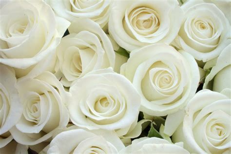 Pure White Roses Roses Photo 34610996 Fanpop