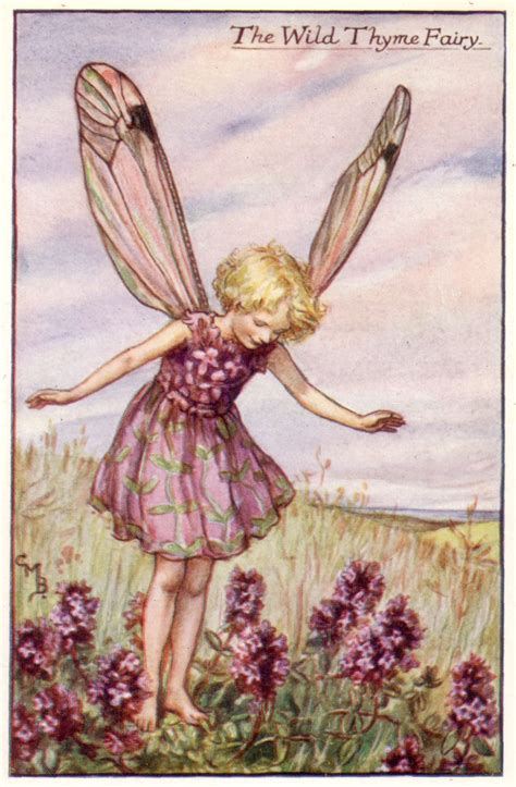The Wild Thyme Fairy Flower Fairies Fairy Pictures Cicely Mary Barker