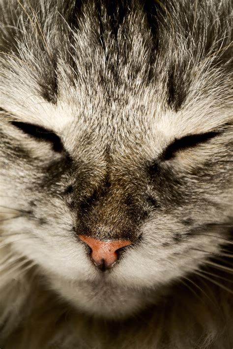 Free Images Kitten Fauna Yawn Close Up Whiskers Raccoon Snout