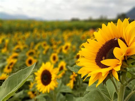 Free Images Sunflowers Field Flowers Bees Flower Yellow