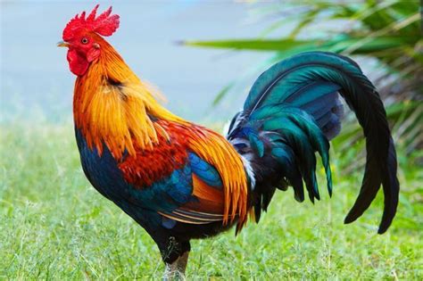 Select from premium peony of the highest quality. Show off your beautiful Roosters! - Page 8