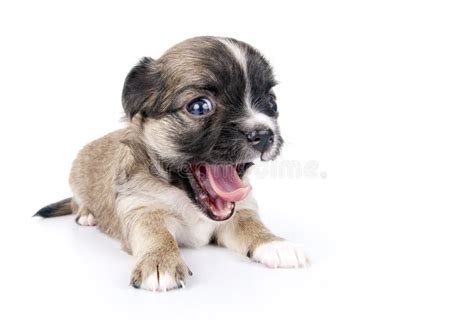 Cute Chihuahua Puppy With Funny Open Mouth Stock Photo Image Of Mouth