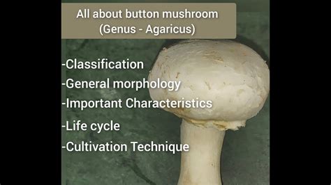 All About Button Mushroom Classification General Morphology