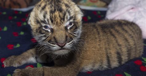 Sumatran Tiger Cub Born At San Diego Zoo Safari Park San Diego Zoo