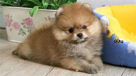 20 Cool Facts You Didnt Know About Pomeranians Pomeranian Puppy