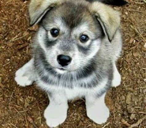 German Shepherd Wolf Mix Breed Information Pictures And Price All