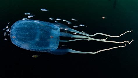 The Most Dangerous Jellyfish On The Planet