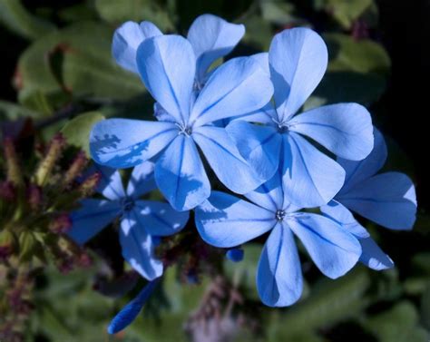 Blue Jasmine Flower Images Top Collection Of Different