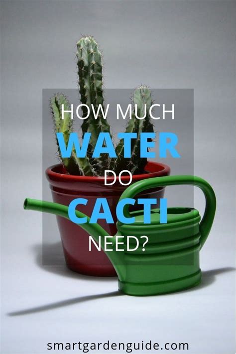 Work granulated fertilizer into the soil when planting, or water with an all purpose liquid fertilizer every few weeks. How Much Water Do Cacti Need | Cactus care, Cactus flower ...