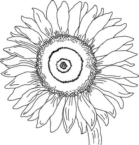 Sunflower mandala coloring page picture flower seamless vector. Sunflower Coloring Page - Coloring Home