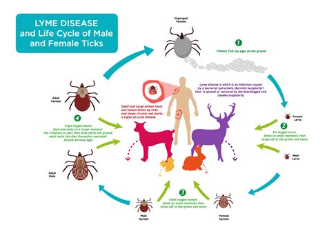 3 Host Tick Life Cycle