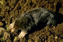 Infected leaves may be slightly smaller than. BBC - Gardening - Advice: Pest and disease identifier