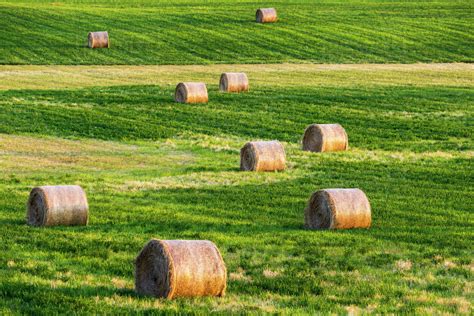 Large Round Hay Bales In A Cut Alfalfa Field Alberta Canada Stock