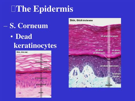 Merkel cells (mcs), the neuroendocrine cells of the skin, were believed to be at the origin of mcc due to their phenotypic similarities. PPT - Organization Skin Epidermis Dermis Accessory ...