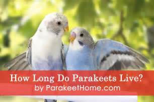 Parrots are classified in the animalia kingdom, chordata phylum, aves class some species of parrots will only live for five years in captivity, while others parrots live long lives in part due to their high metabolic rate, being able to fly away from predators. Parakeet Lifespan - How Long Do Parakeets Live 2020 Data