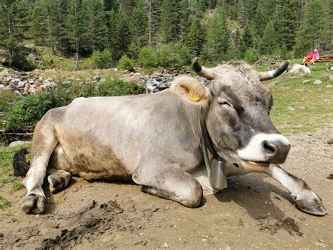 Vitello Vitellone Bovino E Manzo Quali Differenze Impara A Fare