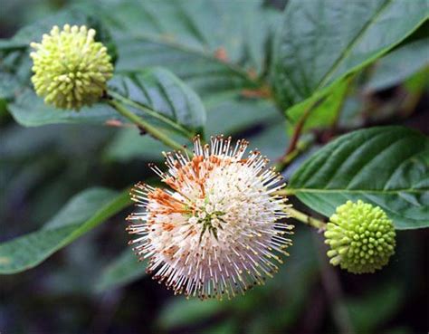 Buttonbush Cephalanthus Occidentalis And Its Pollinators