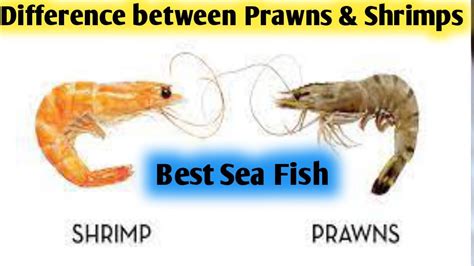 Difference Between Of Prawns Shrimps Bala Awesome Recipe Which
