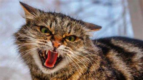 Feral Cats Are Killing Aussie Wildlife According To Eradication Experts