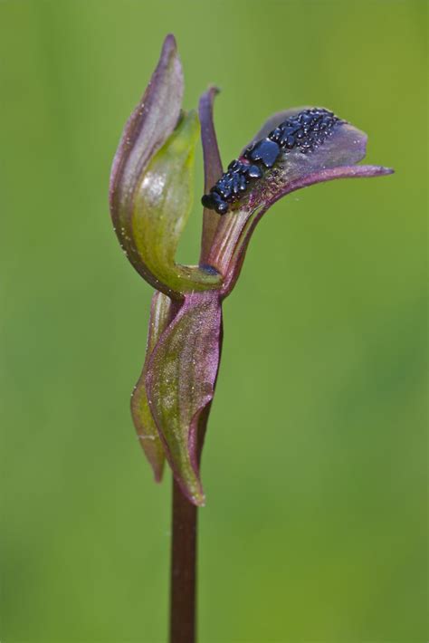 The Barrington Tops Ant Orchid Chiloglottis Platyptera From New South Wales Australia This