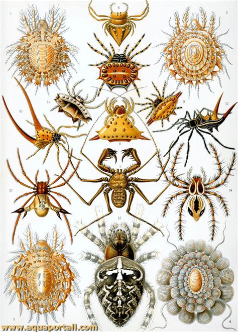 Arachnologie Définition Et Explications