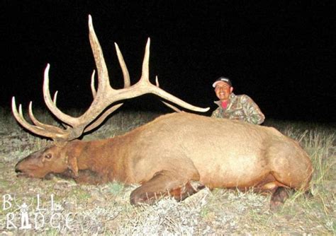 Record Bull Elk