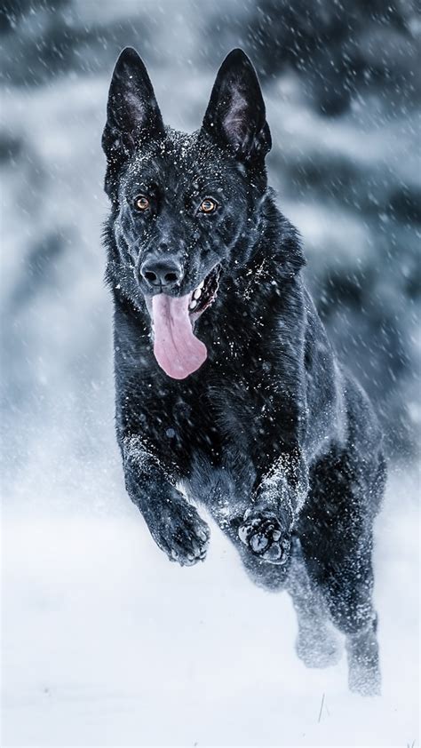 Animal German Shepherd Dog Snowfall Winter 720x1280 Phone Hd Wallpaper