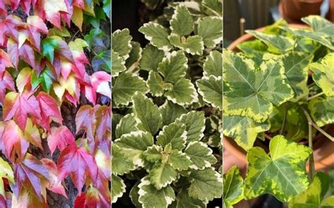 15 Different Types Of Ivy Plants For Indoors And Outdoors With Pictures
