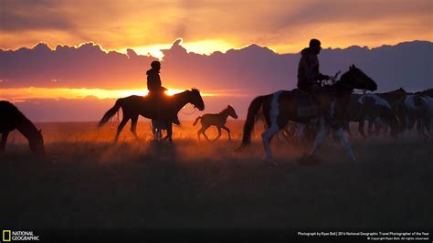 Horse Foal With Rim Light National Geographic Wallpaper Preview