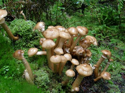 Free Images Forest Moss Green Produce Autumn Brown Fungus