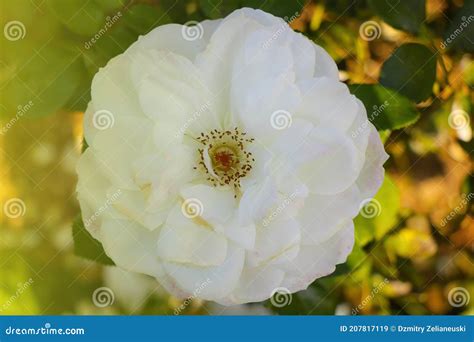 Close Up Beautiful White Rose Blooms In The Garden Stock Image Image