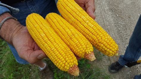 What is the average price of corn per pound? Day 3 of The 2015 Pro Farmer Midwest Crop Tour - Ohio Ag ...