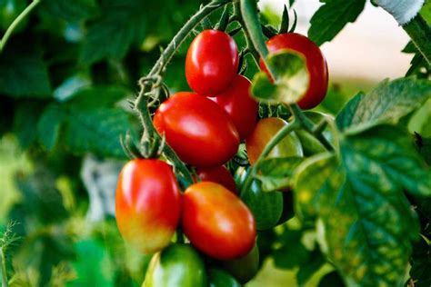 Ultimate Guide To Growing Tomatoes Indoors Happy Diy Home