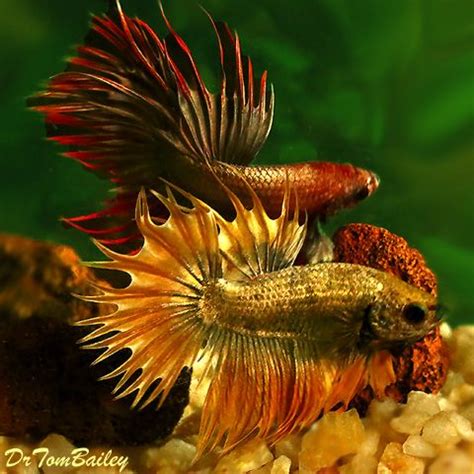 Shop bearded dragon food at petco. Dragon Scale Crowntail Male Bettas, Featured item 10/15. # ...