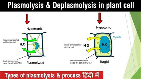 Plasmolysis And Deplasmolysis In Plant Cell Types Of Plasmolysis
